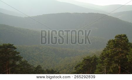 Mountain Pine Forests In The Sierra De Navacerrada. Segovia Slope. Spain