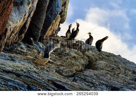 Habitat Of Seagulls And Cormorants Barents Sea, Arctic Ocean, Kola Peninsula, Russia