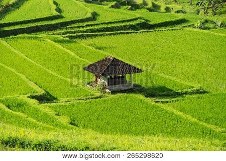 A Hut At The Jatiluwih, Bali Rice Terrace Farm.