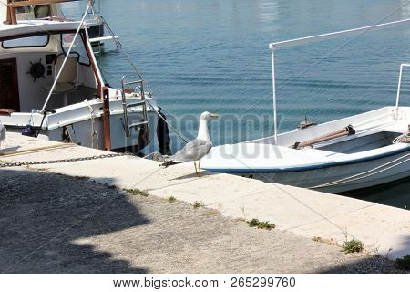 seagull in port with little boats, island Zlarin in Croatia