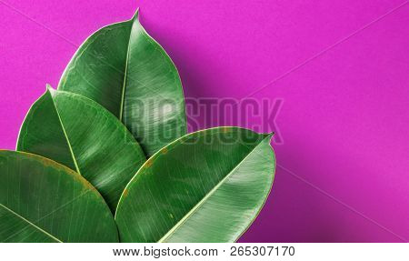 Beautiful Big Fleshy Fresh Green Potted Ficus Elastica Leaves On Purple Painted Wall Background. Roo