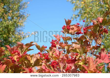 Top Of Viburnum Bush With Lot Of Hanging Ripe Red Berries And Green Leaves Under Clear Blue Cloudles