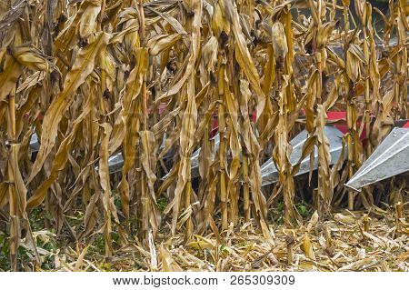 Harvesting Corn In A Field With A Modern Combine On A Cloudy Day, Followed By Loading Onto A Truck