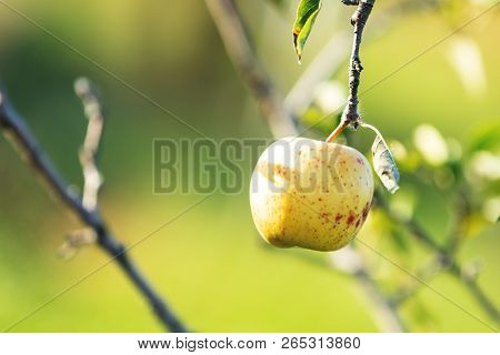 Fresh Raw Yellow Sunny Apple On The Branch In The Garden On Sunny Day. Close Up, Shallow Depth Of Th