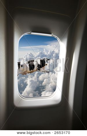 Flyvende ko