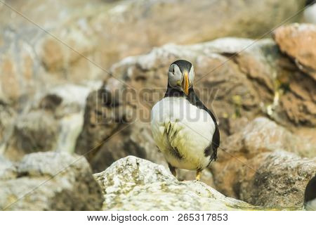 Bird, Wildlife And Zoo Concept - Atlantic Puffin Or Common Puffin