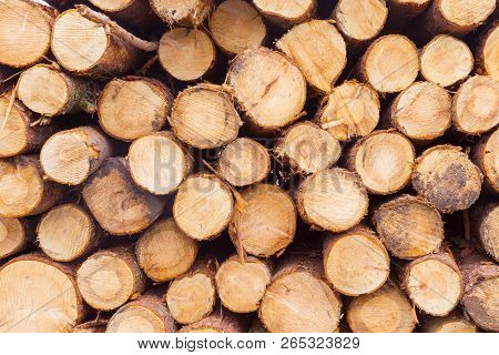 Freshly Cut Tree Logs In A Big Pile.