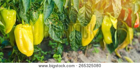 Pepper Disease Is Caused By The Phytophthora Infestans Virus. Agriculture, Farming, Crops. Disease O