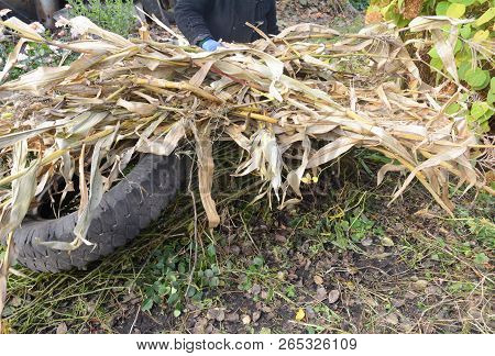 Gaderer Making Winter Protection For Climbing Roses Bush With Dried Corn Stalks And Car Tire.