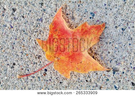 A Brillian Maple Leaf Lays On A Cement Surface.