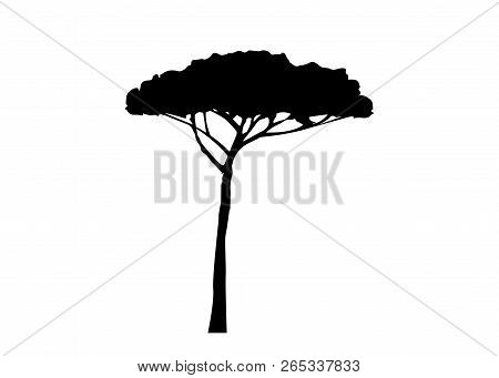 Maritime Pine Tree, Pinus Pinaster Mediterranean Plant, Vector Isolated On White Background