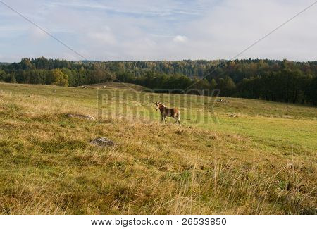 Hest
