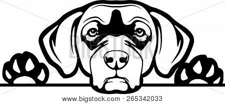 Animal Dog Chesapeake Bay Retriever B Rg6H Peeking.eps