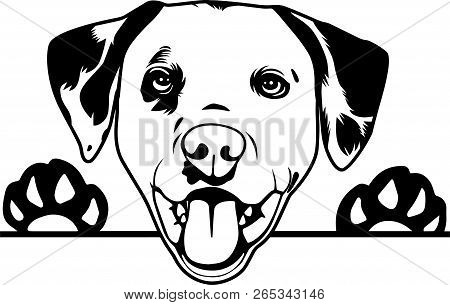 Animal Dog Dalmation 4R5Bh Peeking.eps