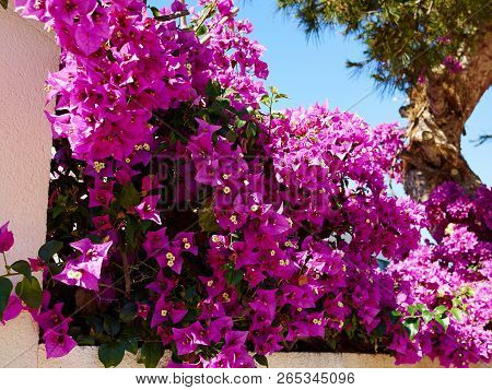 Blooming Bougainvillea Paper Flower Alicante Costa Blanca Spain