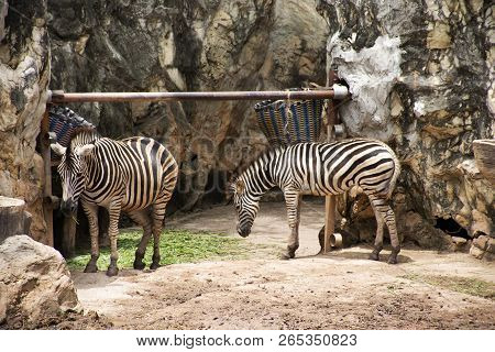 Zebras Horse Or Equus Quagga Standing In Cage At Public Park In Bangkok, Thailand
