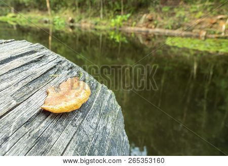 A Single Orange/yellow Lichen Growing At The End Of A Decaying Log. Lichens Consist Of A Symbiotic C