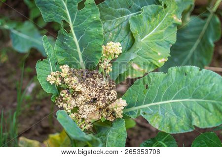 Severe Fungal Attack Of Sclerotinia Sclerotiorum On Cauliflower