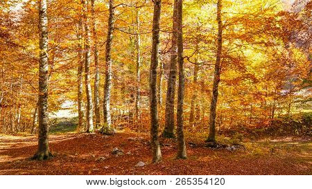 Enchanted Forest In The Autumn Season, Monte Terminillo