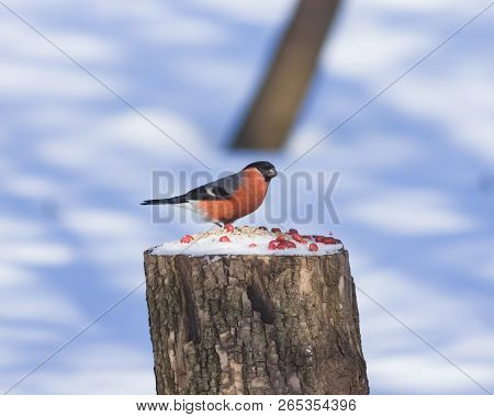 Red-colored Male Of Eurasian Bullfinch Pyrrhula Pyrrhula Close-up Portrait At Stub With Peanuts And 