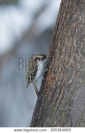 Small Bird Eurasian Or Common Treecreeper, Certhia Familiaris, Close-up Portrait On Tree With Bokeh 