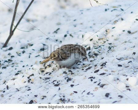 Small Bird Eurasian Or Common Treecreeper, Certhia Familiaris, Close-up Portrait On Snow, Selective 
