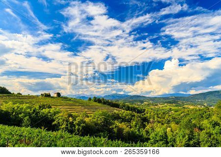 The Beautiful Vineyard Of Collio, Friuli Venezia-giulia, Italy