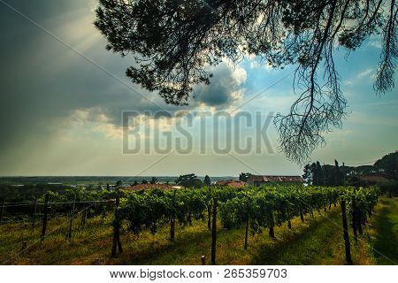 Storm Over The Vineyard