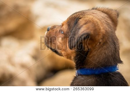 Brown And Black Puppy Dog With A Blue Collar Shot From The Back Looking Away At The Beach