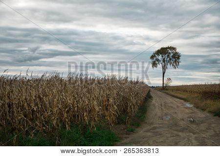 Dirt road in a corn field leading to a lonely tree during autumn season.  