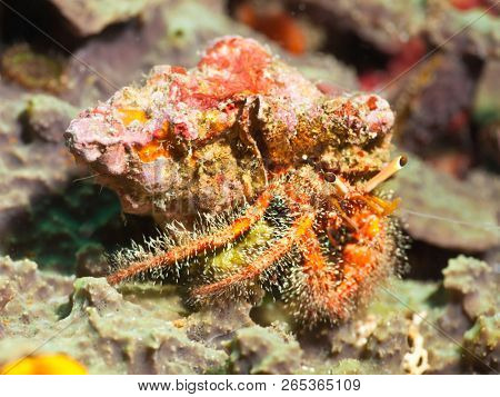 Macro shot of a Hairy red hermit crab underwater