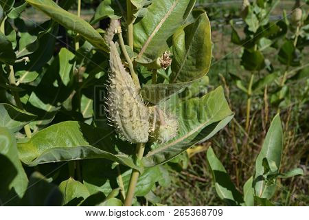 The Green Fruit Of Asclepias Speciosa Is A Large Coarse Follicle Filled With A Variety Of Flat Oval 