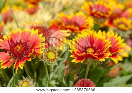 Close Up Of Gazania Flower Or African Daisy In A Park