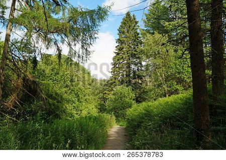 Glenariff Forest Park - Forrest Path
