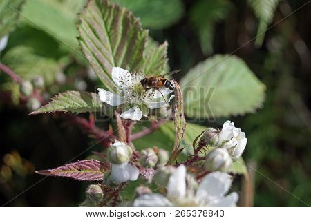 Glenariff Forest Park - Blackberry Plant And Insect