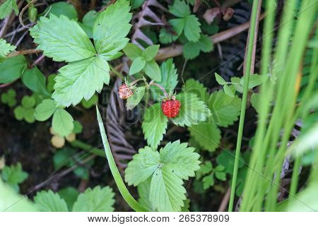 Glenariff Forest Park - Forest Strawberry