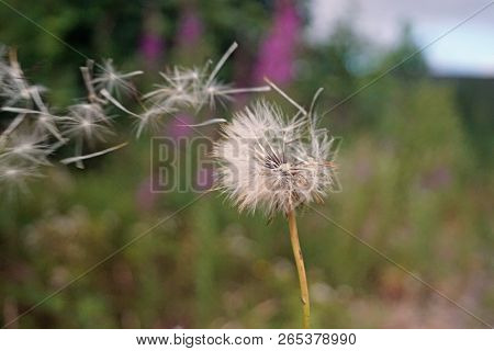 Glenariff Forest Park - Dandelion