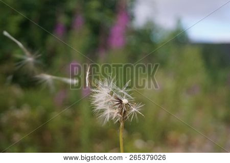 Glenariff Forest Park - Dandelion
