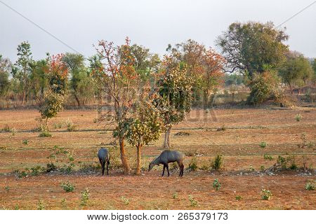 Indian Animals. Nilgau Antelopes On Abandoned Farmland Eat Small Fruit In Dry Season. Madhya Pradesh