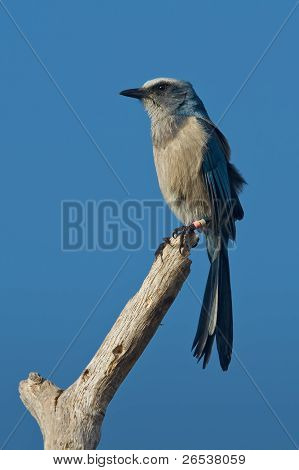 Florida Scrub-jay (aphelocoma Coerulescens)