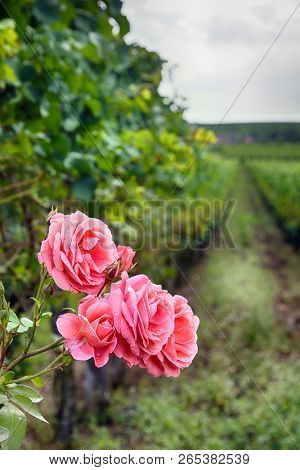 Viticulture And Horticulture - Edge Of Estate With Rose Garden And Trellis Vine. Dijon, France. Perf