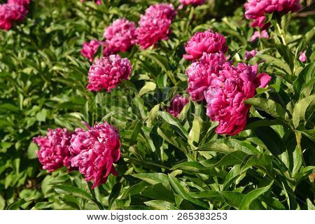 Red Peonies In The Garden. Blooming Red Peony.