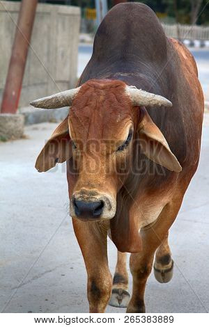 One Of The Breeds Of Zebu Cattle
