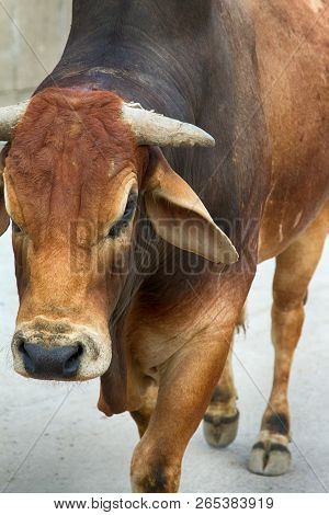 One Of The Breeds Of Zebu Cattle With Bare Backs And Throat Gown. India In Outskirts Of Delhi