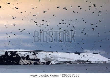 Geese, Barnacle Goose On Construction Site (birds Flying On The Background Of Crane), Where There Is