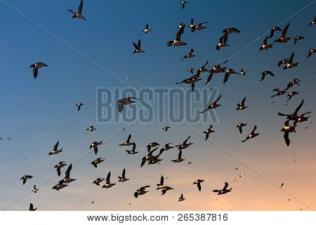 Myriad Of Sea Birds Painted By The Evening Dawn. Northern And Arctic Regions As A Bird's Paradise. M