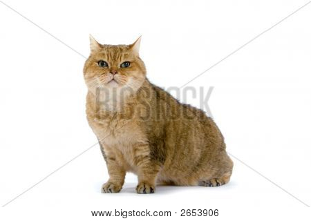 Un Adorable chat Angora assis