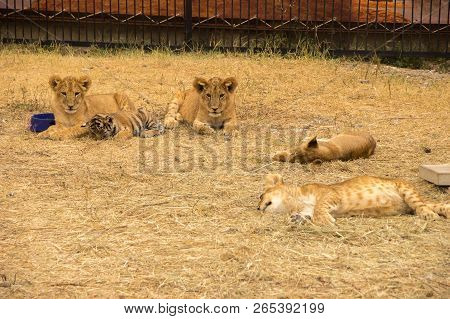 Tiger Cub, Little Ligers And Lions Sleep On The Dry Grass In The Summer In A Zoo