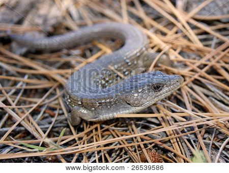 Alligator hagedis, Elgaria coerulea