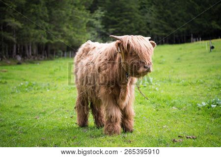 Austrian Highland Cow, Farming And Agriculture Concept